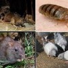 Best Pest Busters