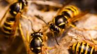 Wasp & Bee Removal Services