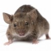 Pest Control Lincolnshire